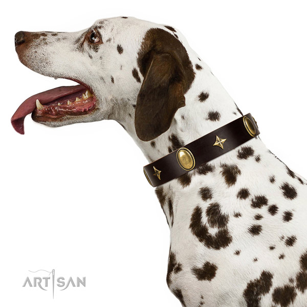 Daily walking Dalmatian collar of exceptional quality genuine leather