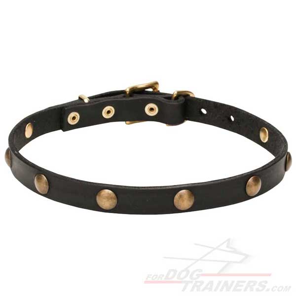 Decorated brass studs on leather dog collar