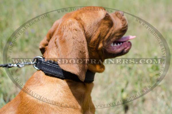 Agitation Dogue-De-Bordeaux Collar