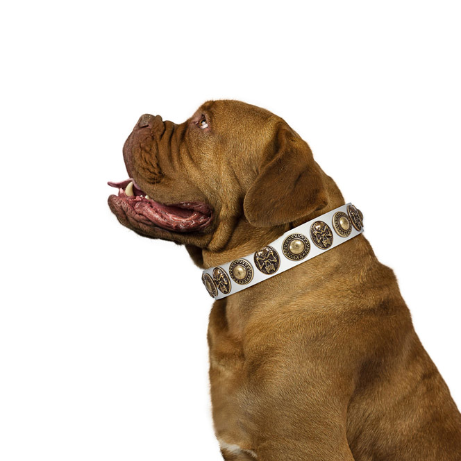 White Leather Dog Collar Looks Perfect on Dogue de Bordeaux