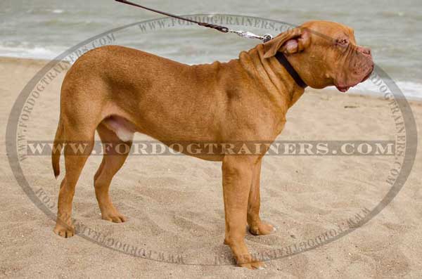 Training Leather Dog Collar for Dogue-de-Bordeaux Breed