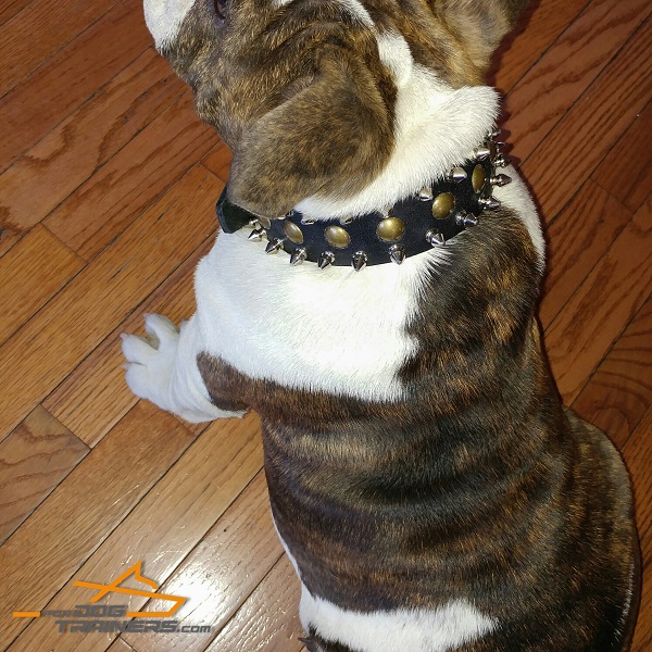 English Bulldog Wearing Beautiful Leather Collar with Chic Decorations