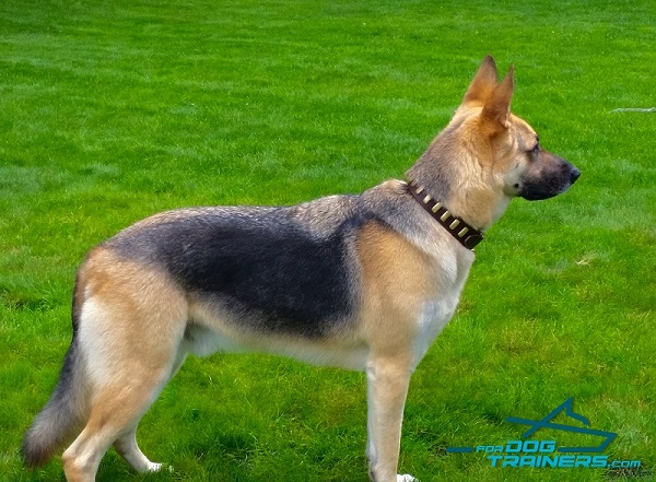 New Design Best Collar for German Shepherd