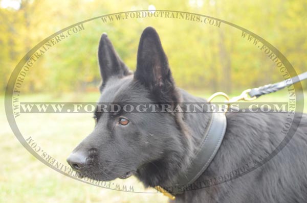 German Shepherd wearing Dog Collar