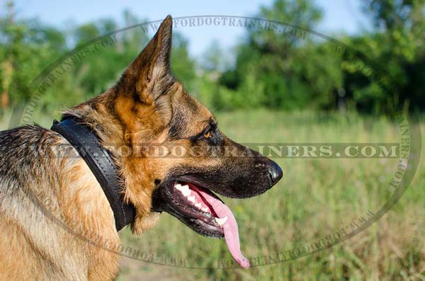 German Shepherd Collar for Training