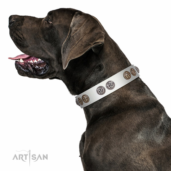 Leather Great Dane collar with rust resistant adornments for daily use