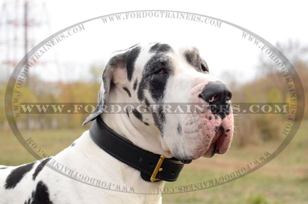 Great Dane wearing Dog Collar