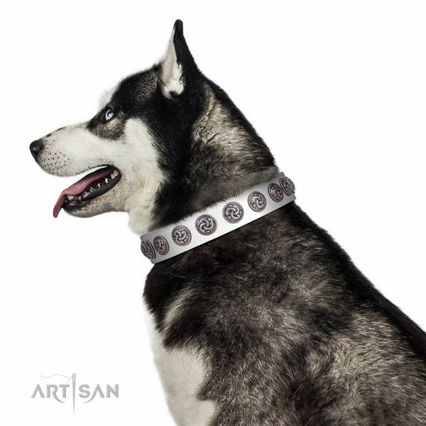 Extraordinary walking white leather Husky collar with chic decorations