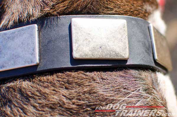Old massive nickel plates for leather collar for Pitbull