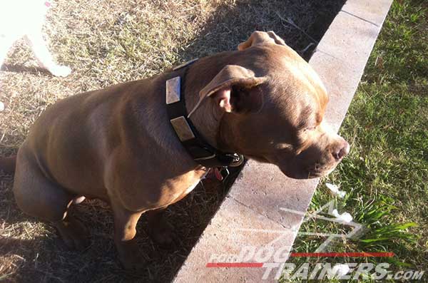 Extra wide decorated leather collar for Pitbull