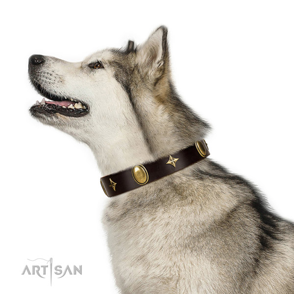 Brown leather Malamute collar of extraordinary design