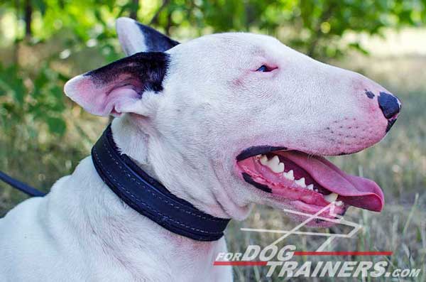 Pure Leather Collar for Bull Terrier