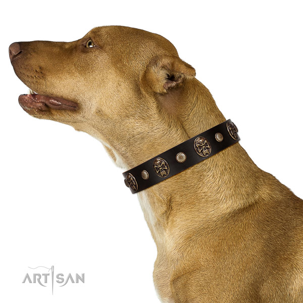 Comfortable leather Pit Bull collar for walking