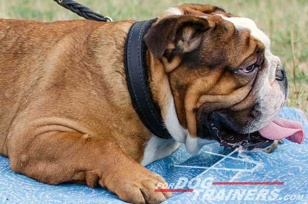 Training English Bulldog Collar