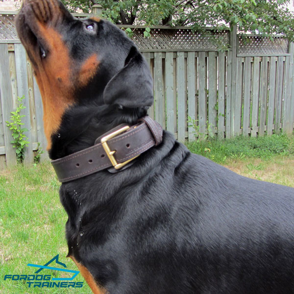 Rottweiler Leather Collar with Brass Hardware