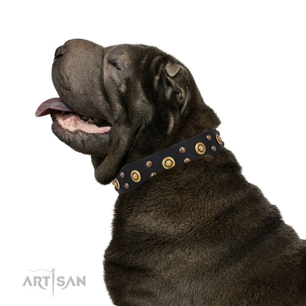 Shar Pei fancy walking dog collar of awesome quality genuine leather