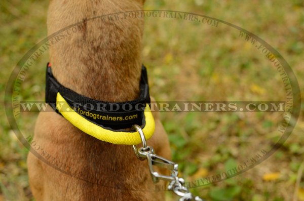 Solid D-Ring on Nylon Pitbull Collar 