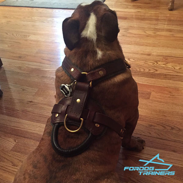 Padded Leather English Bulldog Harness for Daily Training