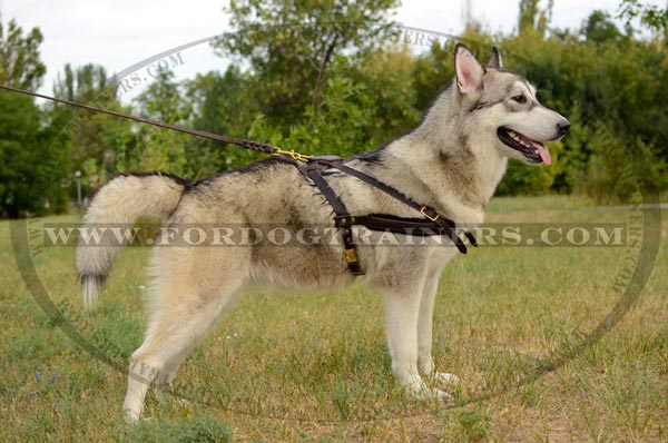 Comfortable Leather Dog Harness