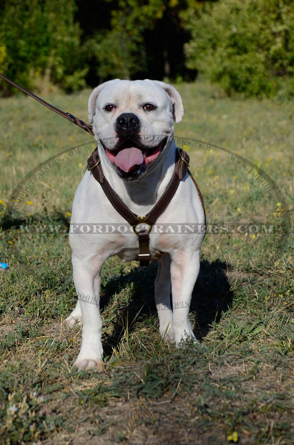 Leather Dog Harness for Large Breed Dogs