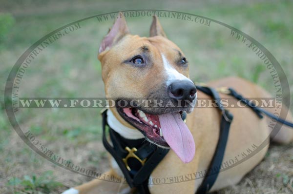 Tracking Amstaff Harness