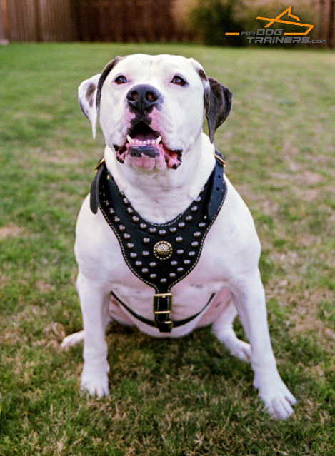 American Bulldog Leather Dog Harness
