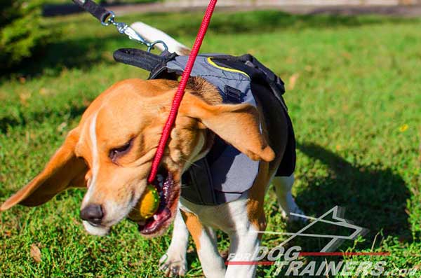 Water Resistant Nylon Vest for Beagles