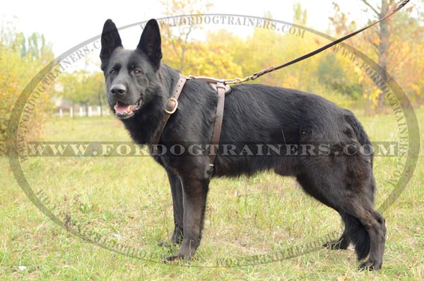 Multifunctional Leather Dog Harness for German Shepherd Training