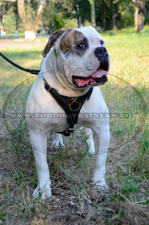 Easy Adjustable Leather Canine Harness