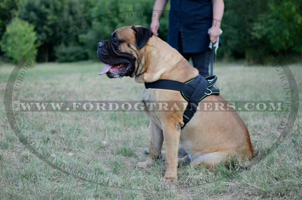 Nylon Dog Harness for pulling