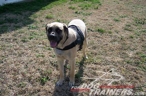 Water Proof Nylon Dog Harness for Bullmastiff