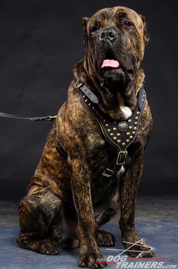 Studded Cane Corso Walking harness