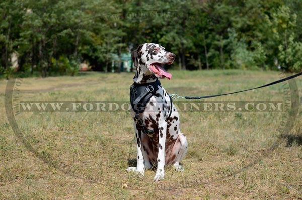 Amazing Attack Training Leather Harness