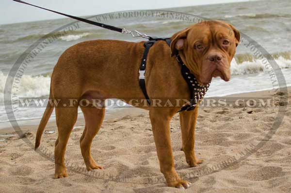 Dogue de Bordeaux Leather Harness with Quick Release Buckle
