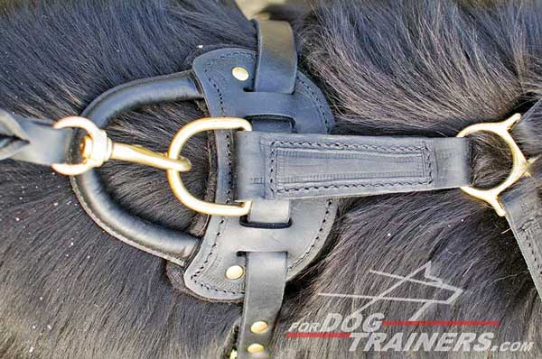 Rust proof brass hardware for leather Newfoundland harness