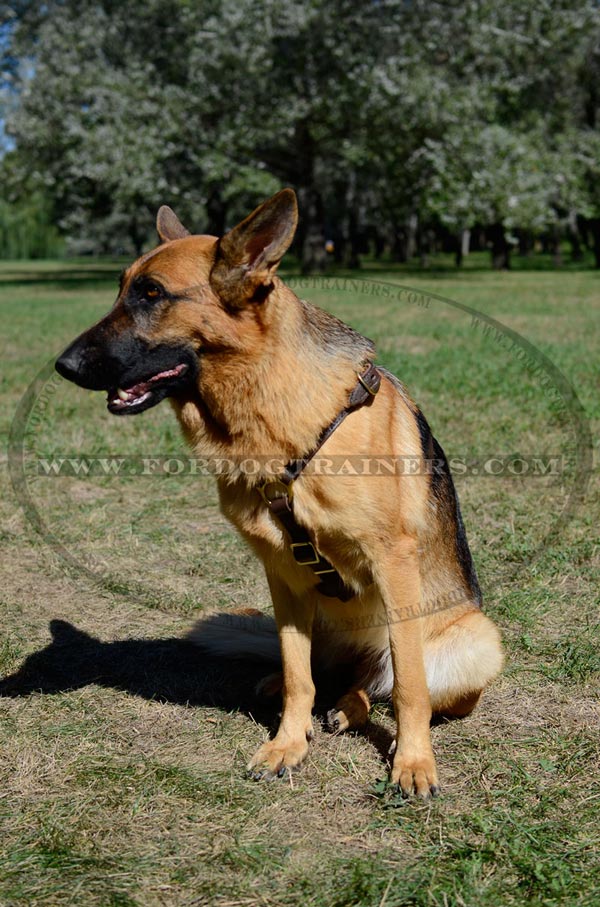 Leather Canine Harness for GSD