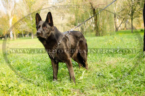 Designer Spiked Dog Harness for Training and Walking