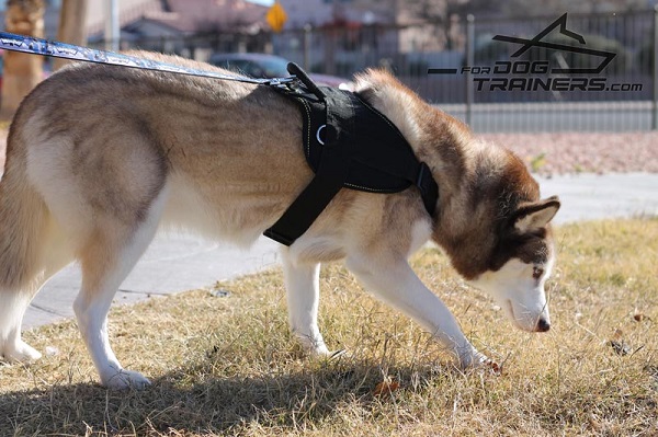 Lightweight Nylon Husky Harness with Comfy Handle