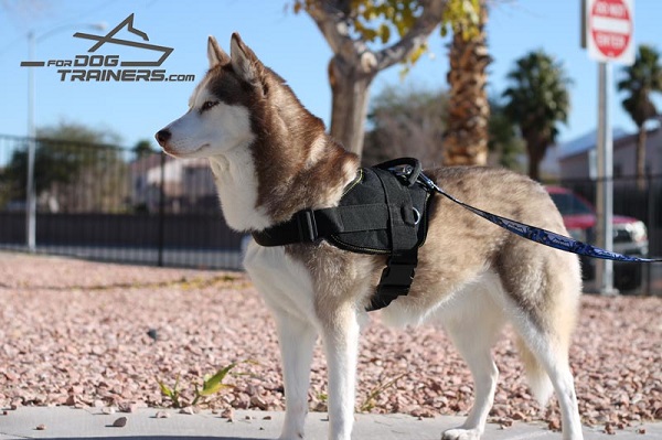 Nylon Husky Harness for Pulling nad Tracking Activity