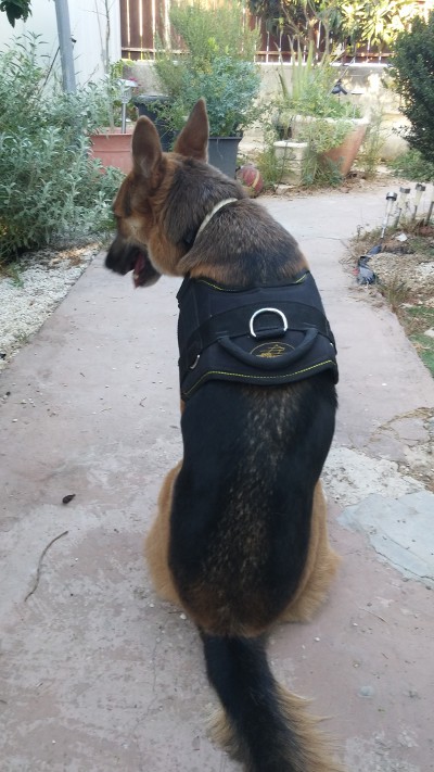 Nylon dog harness for walking