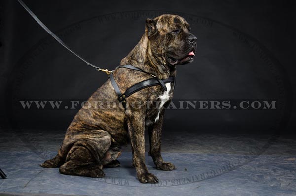 Pulling Harness for Cane Corso