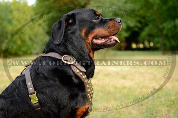 Leather Canine Harness with Brass Studs