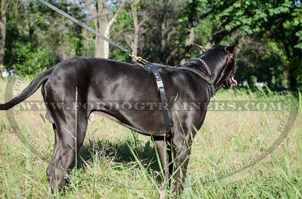 Leather Great Dane harness with brass quick release buckle for walking