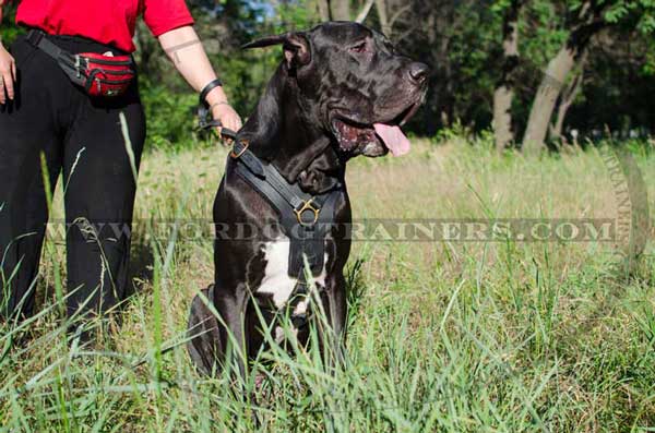 Extra wide soft padded chest plate for leather Great Dane harness