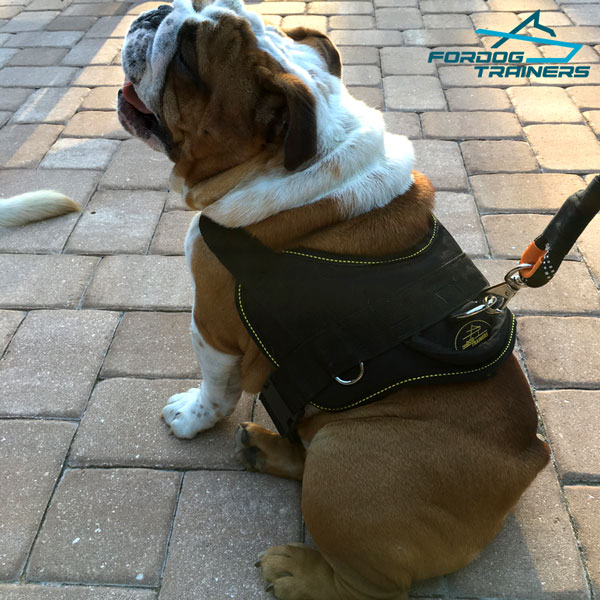 Nylon English Bulldog Harness for Medium Breeds Walking