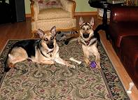 Gorgeous *Sophie and Dino wearing our Leather Dog Collars - Fashion Exclusive Design