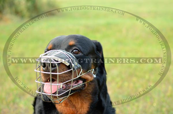 Comfortable metal dog muzzle on Rotty
