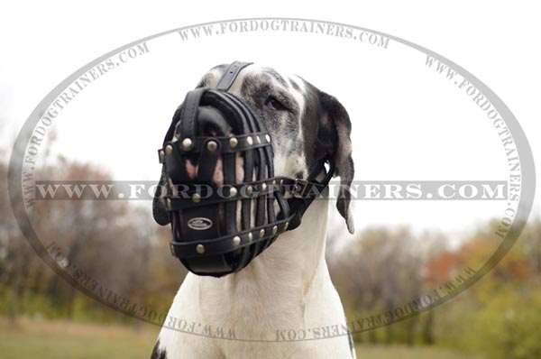 Well Ventilated Leather Great Dane Muzzle