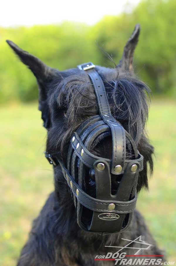 Riesenschnauzer Leather Muzzle with Padded Nose