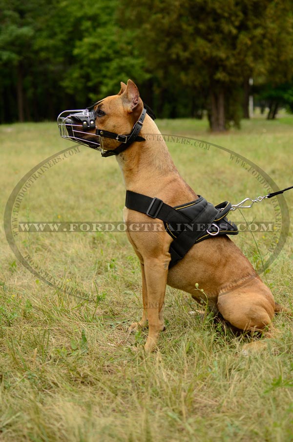 Non-rubbing Pit Bull Metal Cage Muzzle